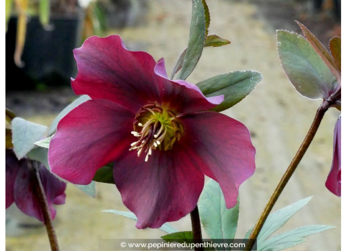 HELLEBORUS x hybridus