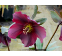 HELLEBORUS x hybridus
