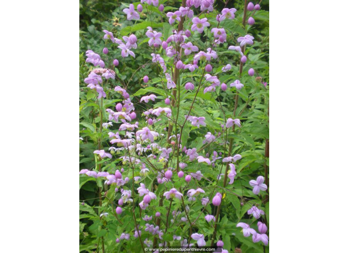 THALICTRUM delavayi