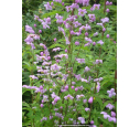 THALICTRUM delavayi