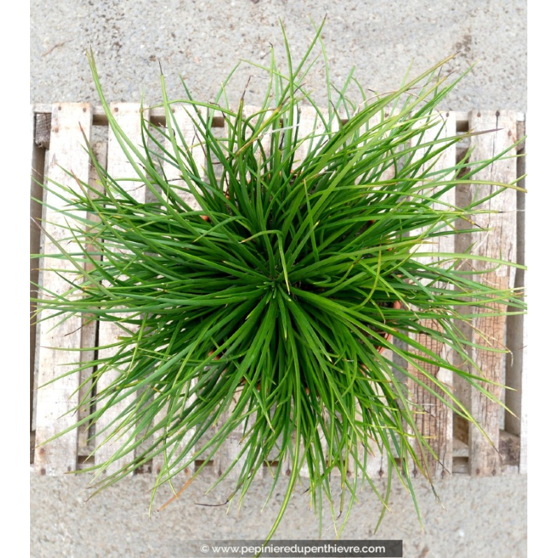 AGAVE geminiflora - Pot de 5 L