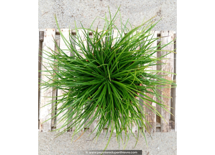 AGAVE geminiflora - Pot de 5 L AGAVE geminiflora - Pot de 5 L