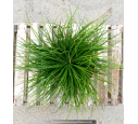 AGAVE geminiflora - Pot de 5 L AGAVE geminiflora - Pot de 5 L