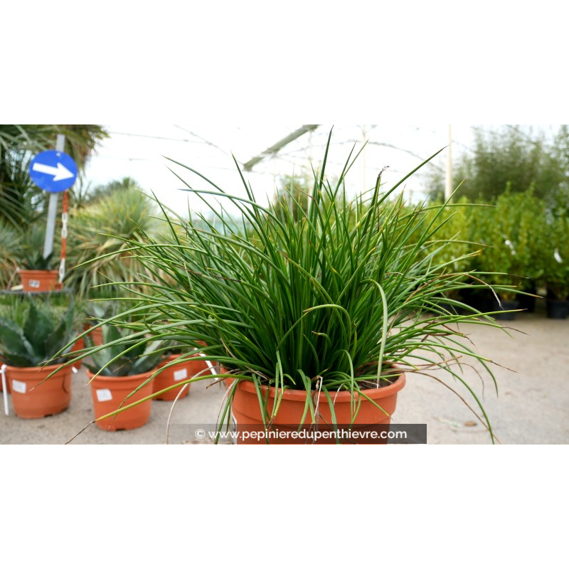 AGAVE geminiflora - Pot de 5 L