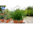AGAVE geminiflora - Pot de 5 L AGAVE geminiflora - Pot de 5 L