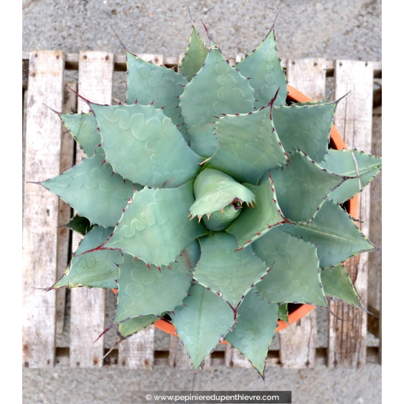 AGAVE parryi 'parryi' - Pot de 5 L