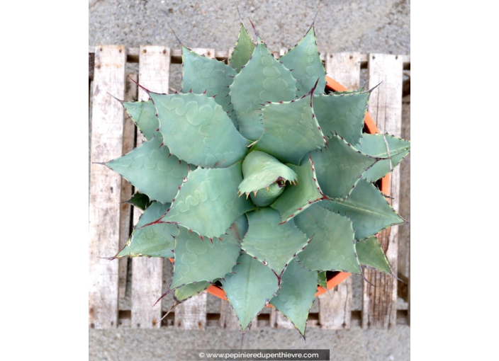 AGAVE parryi 'parryi' - Pot de 5 L AGAVE parryi 'parryi' - Pot de 5 L
