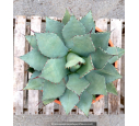 AGAVE parryi 'parryi' - Pot de 5 L AGAVE parryi 'parryi' - Pot de 5 L