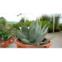 AGAVE parryi \'Parryi\'