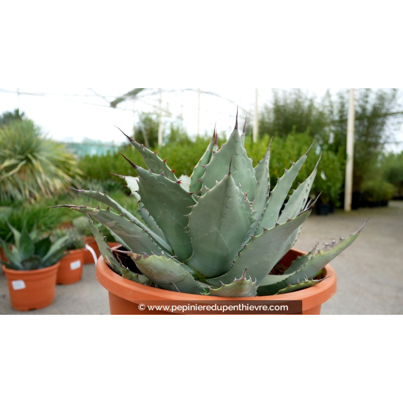 AGAVE parryi 'parryi' - Pot de 5 L