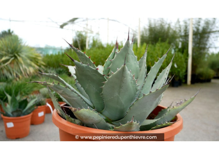 AGAVE parryi 'parryi' - Pot de 5 L