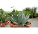 AGAVE parryi 'parryi' - Pot de 5 L AGAVE parryi 'parryi' - Pot de 5 L