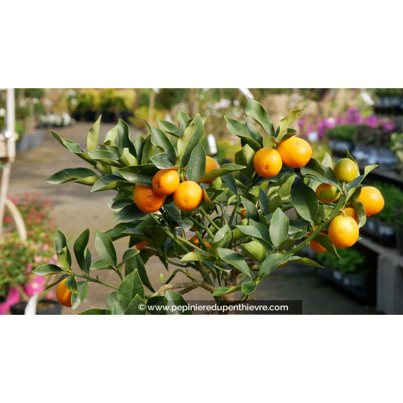 Kumquat - FORTUNELLA japonica