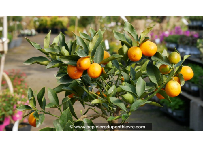 KUMQUAT à fruits ronds, fortunella japonica La Pépinière du