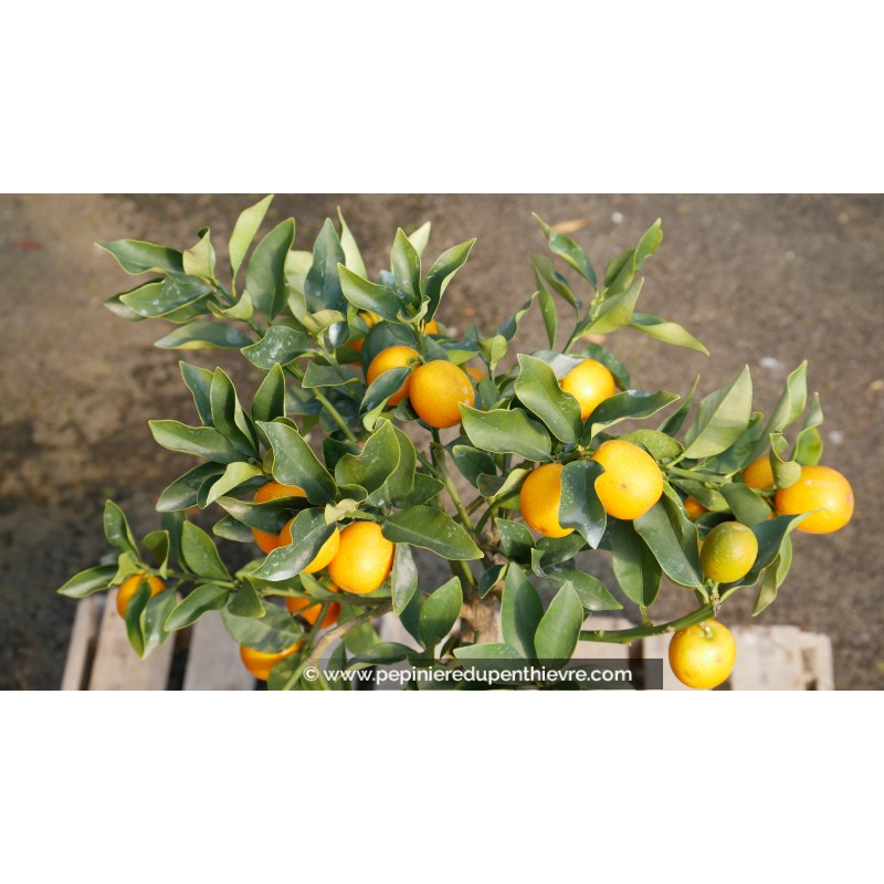 Kumquat - FORTUNELLA japonica