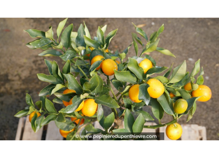 KUMQUAT à fruits ronds - FORTUNELLA japonica