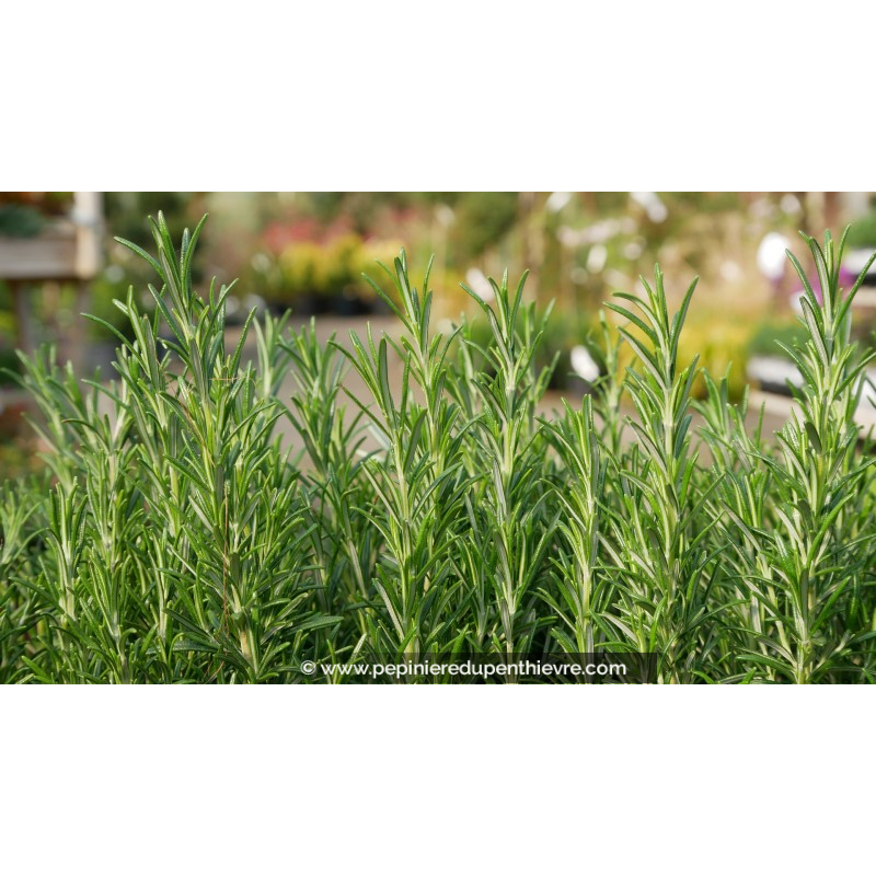 Rosmarin officinal - ROSMARINUS officinalis