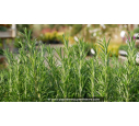 Rosmarin officinal - ROSMARINUS officinalis