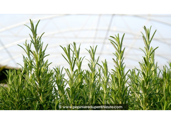 Rosmarin officinal - ROSMARINUS officinalis