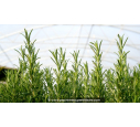 Rosmarin officinal - ROSMARINUS officinalis