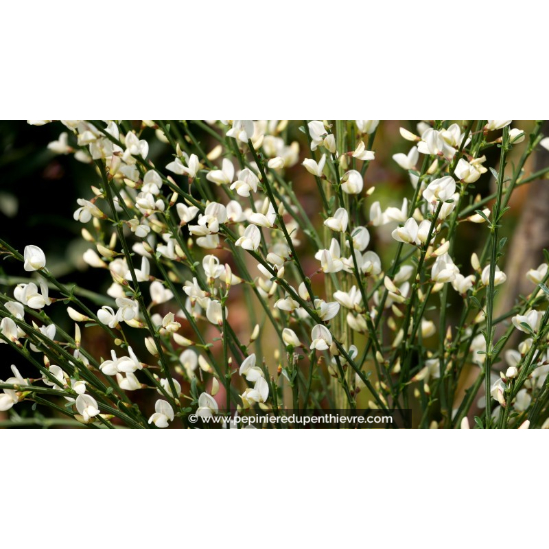 CYTISUS x praecox 'Albus'