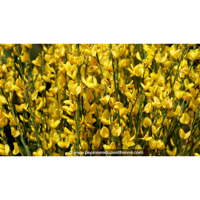 CYTISUS xpraecox 'Allgold'
