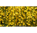CYTISUS xpraecox 'Allgold' CYTISUS xpraecox 'Allgold'