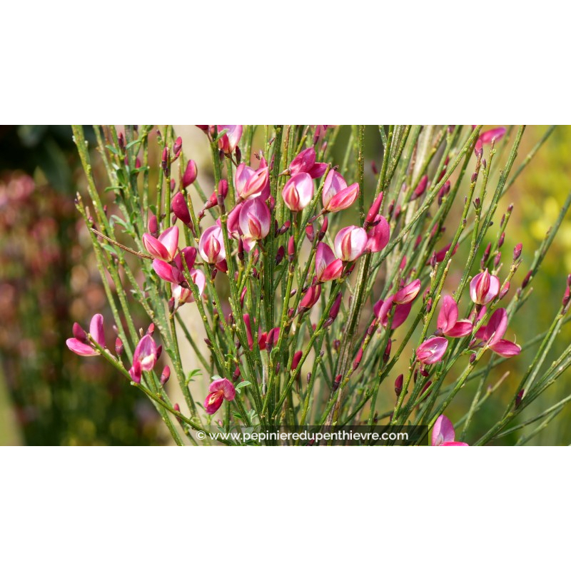 CYTISUS x boskoopii 'Hollandia'