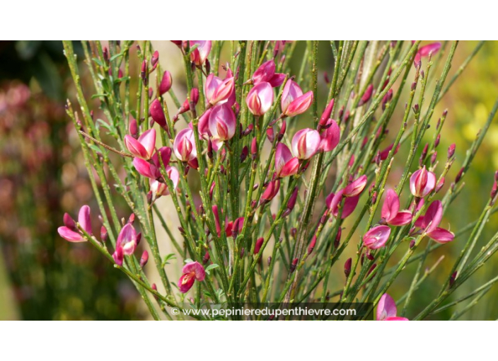 CYTISUS x boskoopii 'Hollandia'