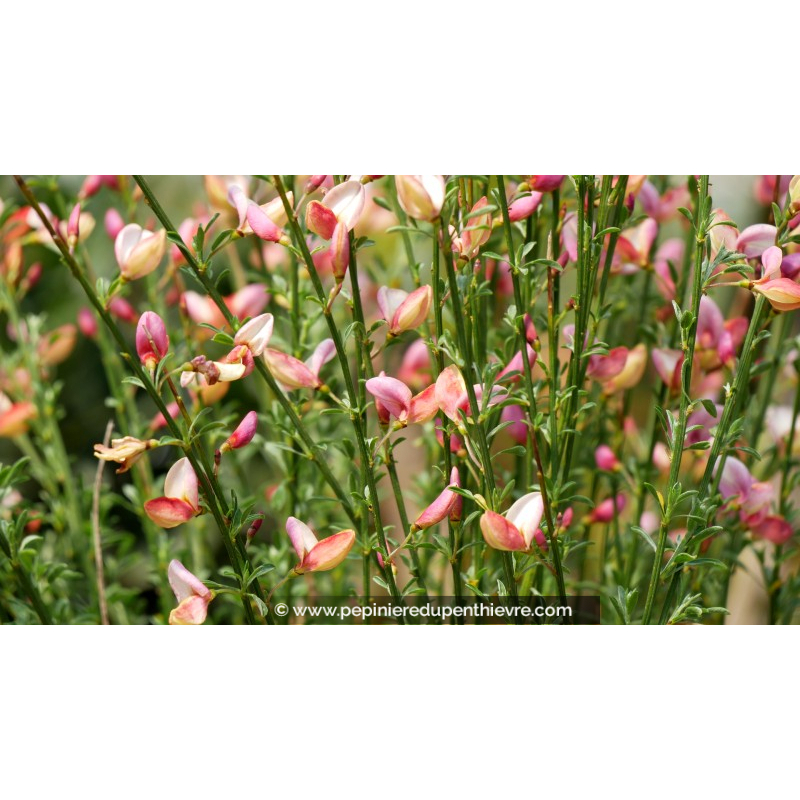 CYTISUS x boskoopii 'Zeelandia'
