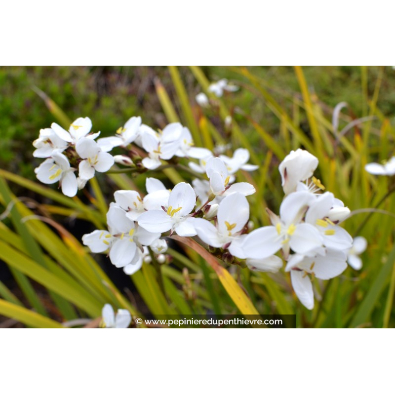 LIBERTIA grandiflora