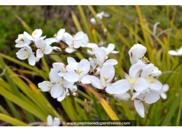 LIBERTIA grandiflora