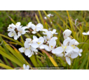 LIBERTIA grandiflora LIBERTIA grandiflora