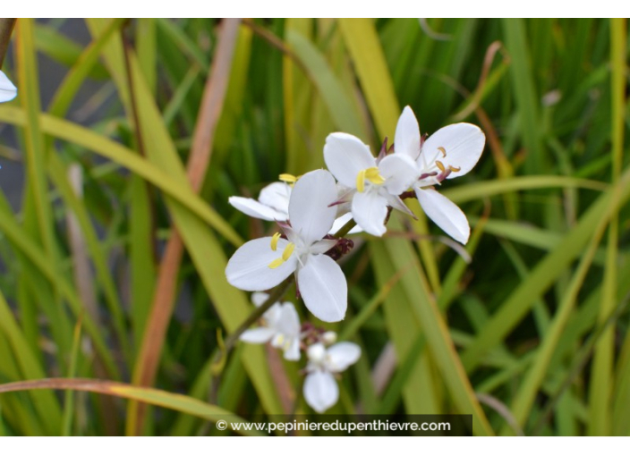 LIBERTIA grandiflora LIBERTIA grandiflora