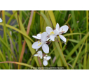 LIBERTIA grandiflora LIBERTIA grandiflora