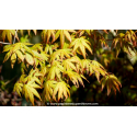ACER palmatum