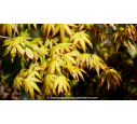 ACER palmatum ACER palmatum