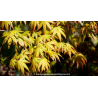 ACER palmatum