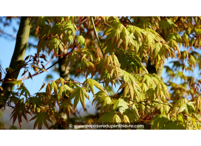 ACER palmatum ACER palmatum