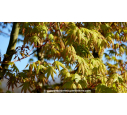 ACER palmatum ACER palmatum