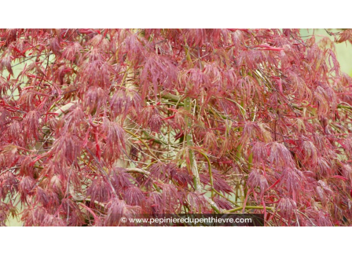 ACER palmatum 'Inaba Shidare' ACER palmatum 'Inaba Shidare'