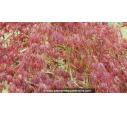 ACER palmatum 'Inaba Shidare' ACER palmatum 'Inaba Shidare'