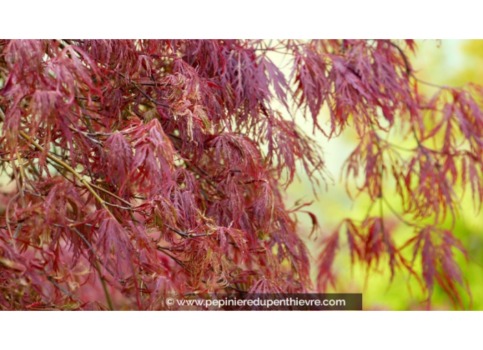 ACER palmatum 'Inaba Shidare' ACER palmatum 'Inaba Shidare'