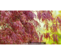 ACER palmatum 'Inaba Shidare' ACER palmatum 'Inaba Shidare'