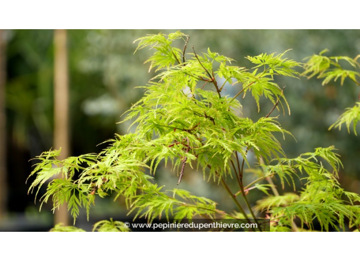 ACER palmatum 'Seiryu' ACER palmatum 'Seiryu'