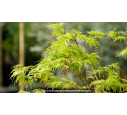 ACER palmatum 'Seiryu' ACER palmatum 'Seiryu'