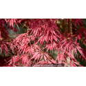 ACER palmatum \'Inaba Shidare\'