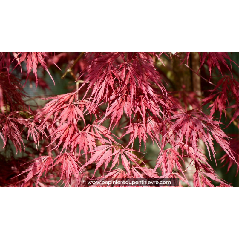 ACER palmatum 'Inaba Shidare'