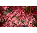 ACER palmatum 'Inaba Shidare' ACER palmatum 'Inaba Shidare'