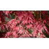 ACER palmatum \'Inaba Shidare\'